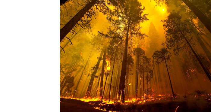 Лесной пожар относится к биологически опасным явлениям. Биологические явления природы биологические. Опасные биологические явления. Биологически опасные природные явления. Биологические опасные явления примеры.